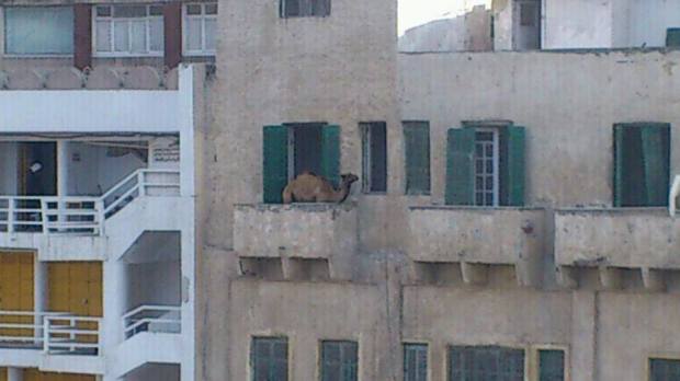 camel on balcony oh my